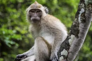 Buddhist Sculptures In Asia Drucke: Long-tailed macaque, monkey temple