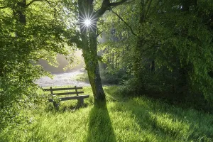 Resting Benches In Nature Drucke: Bench in forest with sun, spring