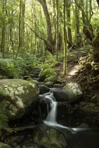 Wilderness Nature Photography Europe Drucke: Creek flows through Cloud Forest