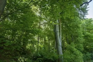 Maple Tree Photography Drucke: Deciduous forest with beech and maple trees
