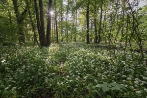 Ramsons In Bloom Drucke: Mixed deciduous forest in spring