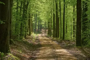 Springtime In Bavaria Germany Drucke: Path, forest, beech, backlight