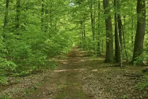 Beech Tree Forest Germany Drucke: Path, forest, beech, spring, Altenbuch