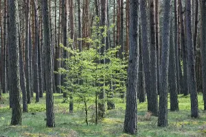 Brandenburg Nature Reserve Drucke: Small deciduous tree between tree trunks