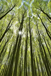 Sunbeams In The Forest Drucke: Sun shines through beech forest in spring