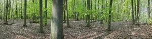 Deciduous Forest In Spring Drucke: 180° panoramic view of a beech tree forest in spring