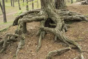 Swedish Wilderness Photography Drucke: Aerial roots in a pine tree forest