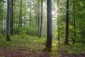 Central Europe Deciduous Forests Drucke: Beech forest in spring with sun