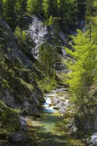 Daytime Forest Landscape Drucke: Course of a stream, Oetschergraeben