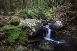 Deserted Waterfront Spain Drucke: Creek flows through Cloud Forest