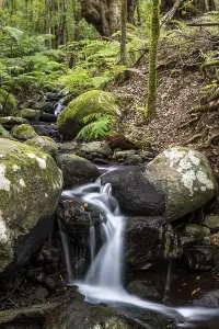 Cloud Forest Spain Drucke: Creek flows through Cloud Forest