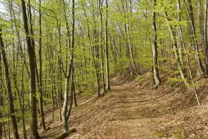 Deciduous Forest Landscapes Drucke: Forest path, beech forest with fresh greenery
