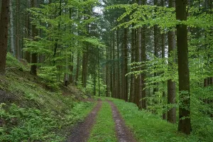 Empty Forest Path Germany Drucke: Forest path, mixed forest, spring