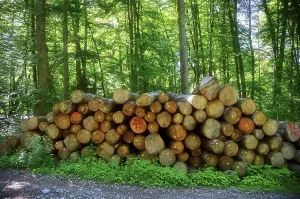 Tree Trunk Pile Drucke: Logging, logs in the forest, trees