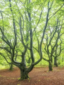 Natural Preserve Central Europe Drucke: Ancient beech forest in spring