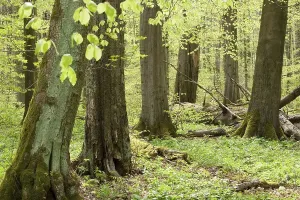Deciduous Tree Conservation Drucke: Beech forest (Fagus sylvatica) in spring