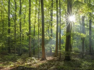 Central European Deciduous Forests Drucke: Beech forest flooded with light