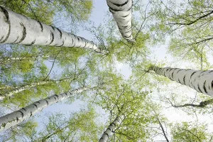 View From Below Germany Drucke: Birch forest in spring, from below