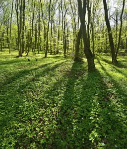 Backlit Deciduous Trees Drucke: Deciduous forest in the spring