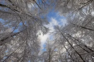 Deserted Winter Wonderland Drucke: Deciduous trees with snow, view from below