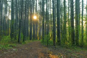 Austria Countryside Scenery Drucke: Forest path, sun shining out between trees