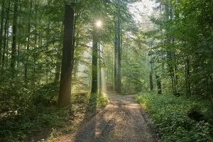 Uninhabited Bavarian Forest Drucke: Fork, forest path, deciduous forest