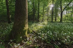 Ramsons In Bloom Drucke: Mixed deciduous forest in spring