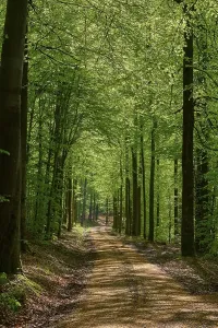 Backlight Shot Of A Tree Drucke: Path, forest, beech, backlight