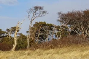 Nature Reserve Landscapes Drucke: Windswept pine tree on the beach
