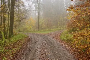 Deciduous Forest Landscapes Drucke: Fork, forest path, deciduous forest