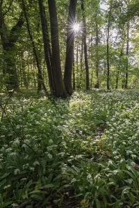 Ramsons In Bloom Drucke: Mixed deciduous forest in spring