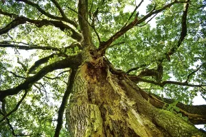 Old Oak Tree Germany Drucke: Old oak tree (Quercus) with split trunk