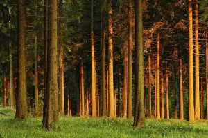 Evening Atmosphere In Lower Saxony Drucke: Spruce forest in the last light of the setting sun