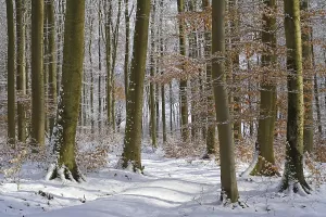 Uninhabited Deciduous Forest Germany Drucke: Wintry beech forest (Fagus sylvatica)