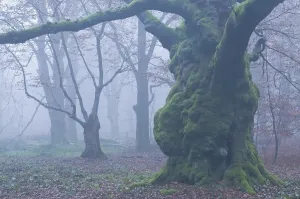 Common Beech Trees Europe Drucke: Beech forest, Beech trees (Fagus sylvatica) in the mist