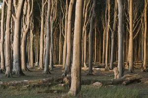 Northern Germany Deciduous Trees Drucke: Beech forest (Fagus sylvatica)