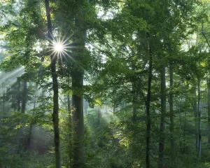 Desolate European Landscape Drucke: Beech forest flooded with light