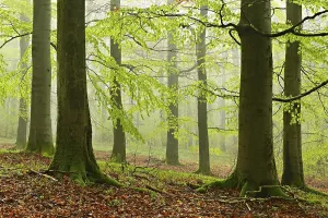 Deciduous Trees In Spring Drucke: Beech forest with fog in early spring