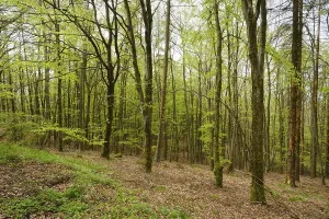 Kellerwald Edersee National Park Drucke: Beech forest with fresh greenery