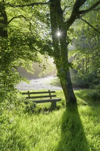 Forest Landscape Photography Germany Drucke: Bench in forest with sun, spring