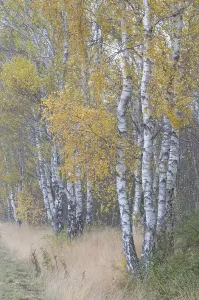 Deserted Birch Forest Drucke: Birch trees (Betula pendula) in the fall