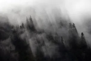 Daytime Outdoor Shots Europe Drucke: Coniferous forest covered in mist
