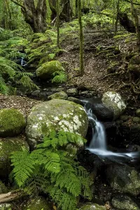 La Gomera Nature Photography Drucke: Creek flows through Cloud Forest
