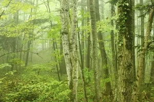 Empty Deciduous Forest Drucke: Deciduous forest in fog, Arnstein