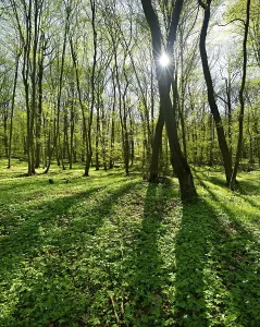 Backlit Deciduous Trees Drucke: Deciduous forest in spring, sun