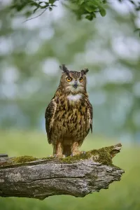 Attentive Bird Photography Drucke: Eurasian eagle-owl (Bubo bubo)
