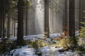 Winter Scene In Germany Drucke: Fir forest in back light, Bayerisch Eisenstein