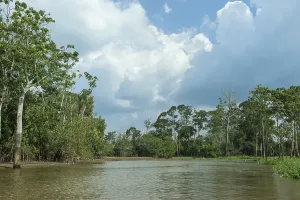 Brazilian Travel Photography Drucke: Flooded forest, Amazon river, Amazonas state