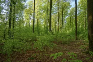 Morning In Bavaria Drucke: Forest, Beech, Morning, Spring