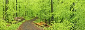 Beech Tree Forests Europe Drucke: Forest path through near-natural beech forest in spring
